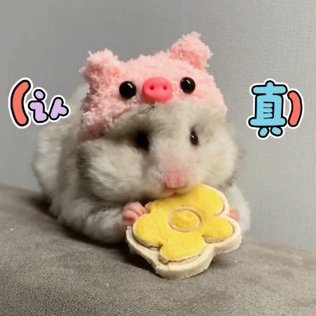 白日梦想瓜🐹