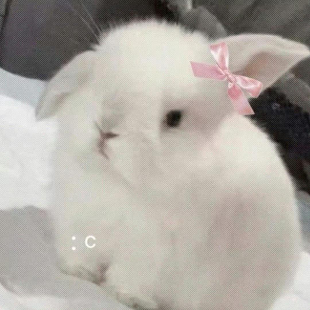 酸奶脆脆🫧