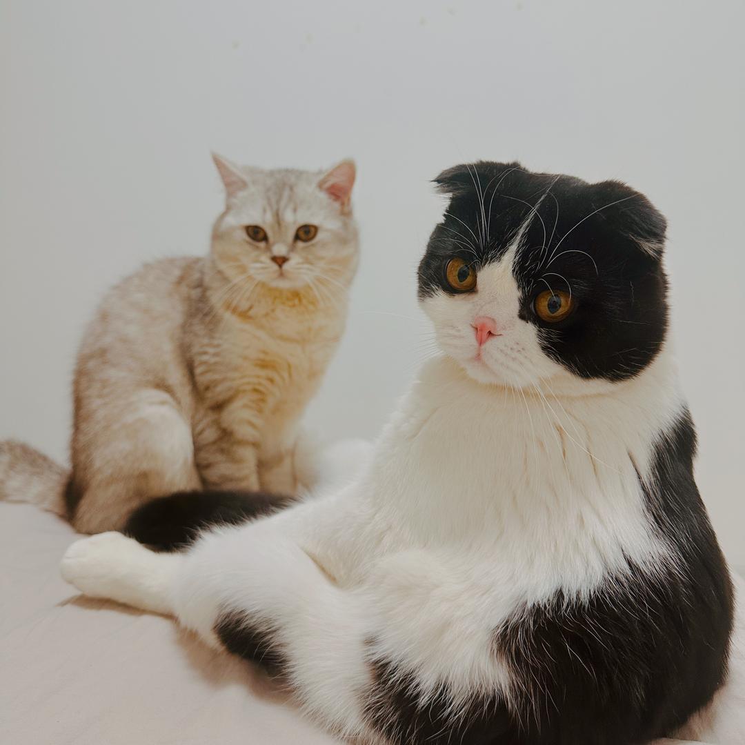金子是只猫