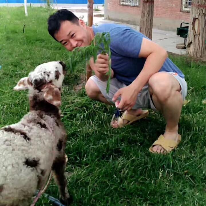 逗逗是我养的羊🐑