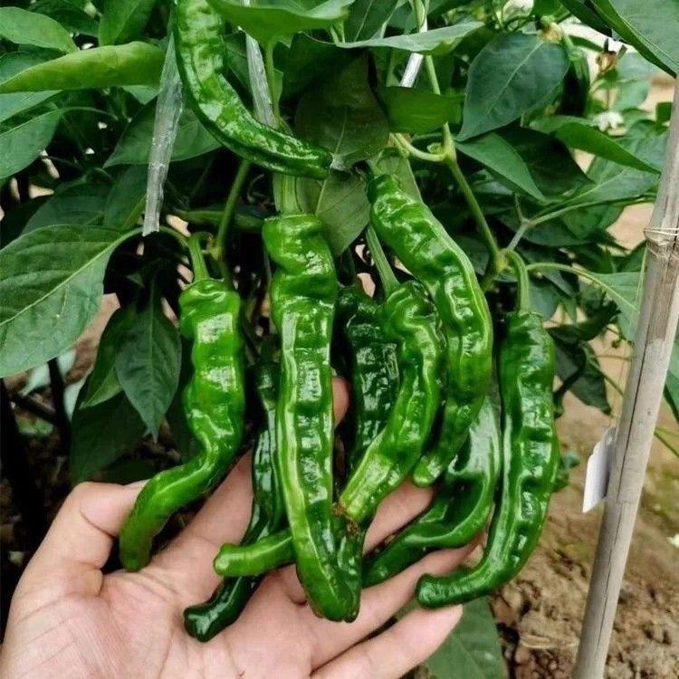 满分蔬菜