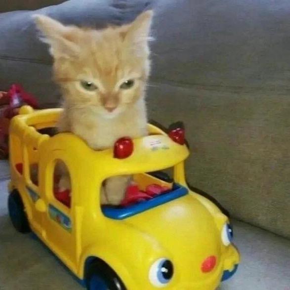 狡猾的猪