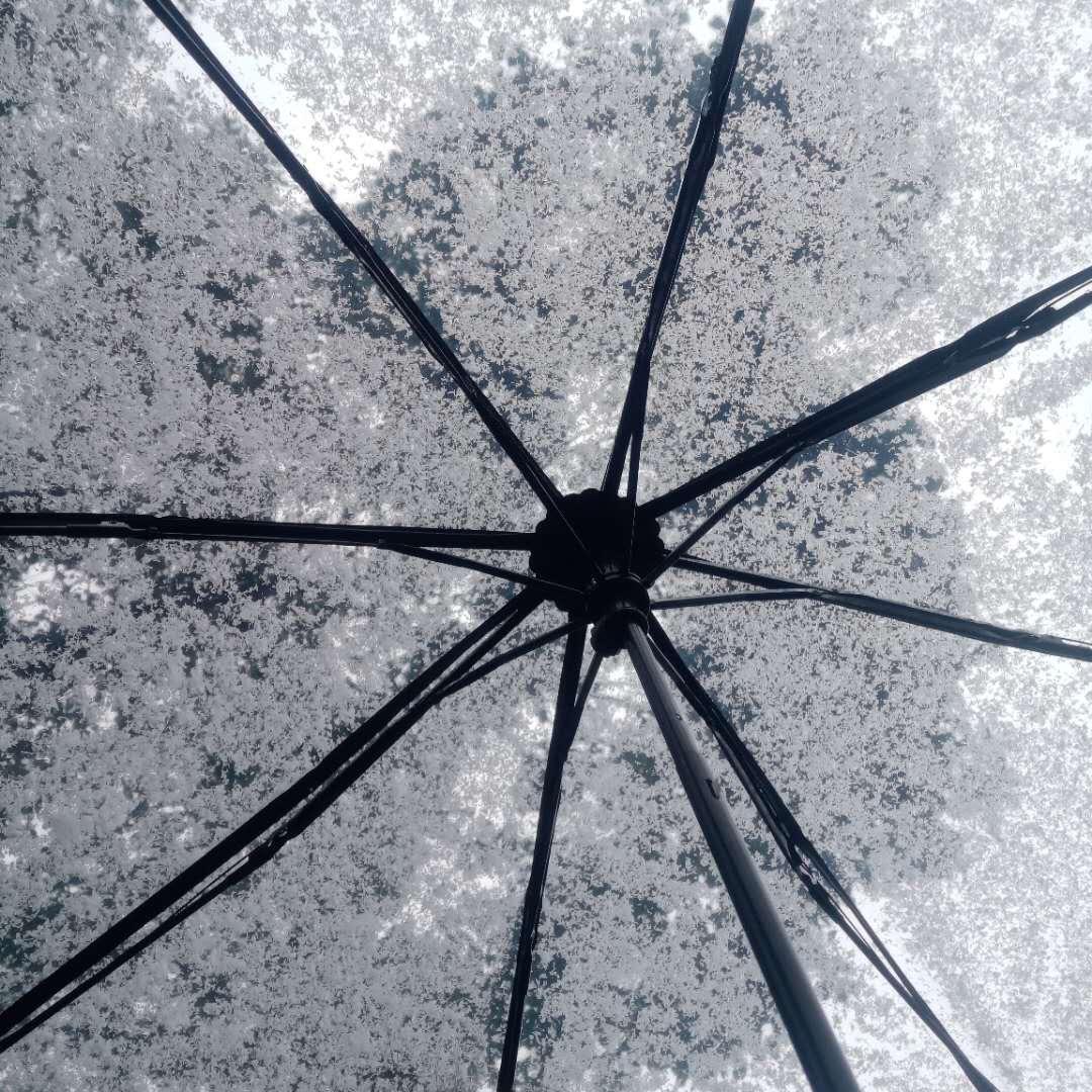 被遗忘的花猫（拒绝连赞）