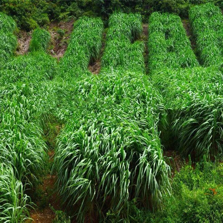 大商种业