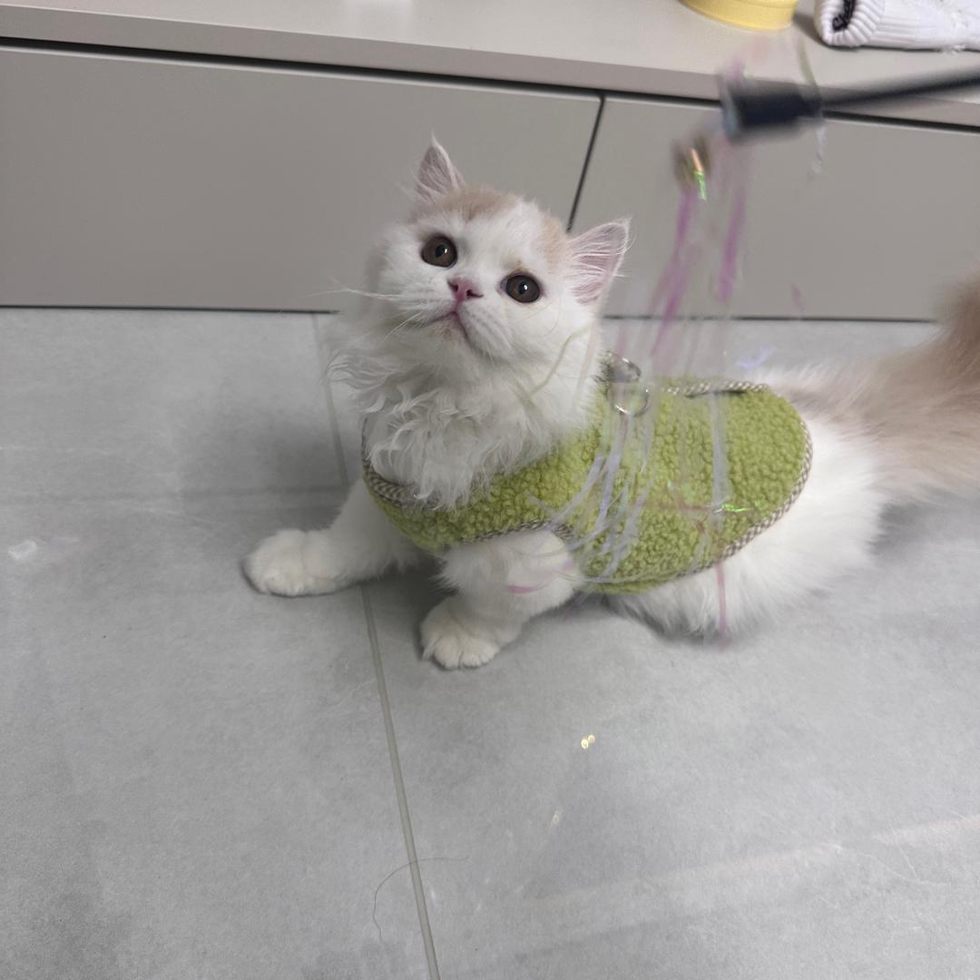 💋哈尔滨的风都是甜的