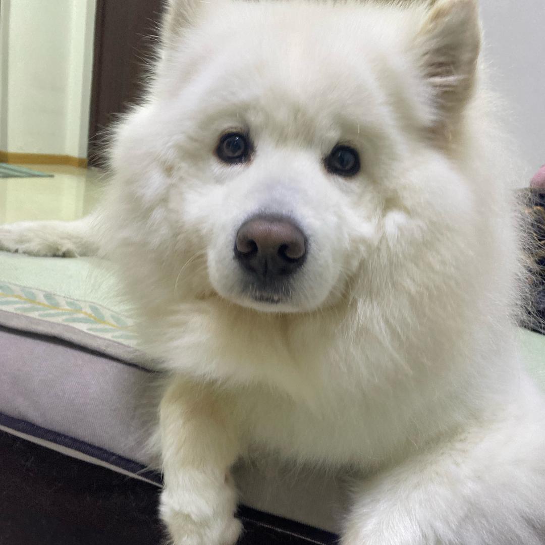 飘飘玩具供应链