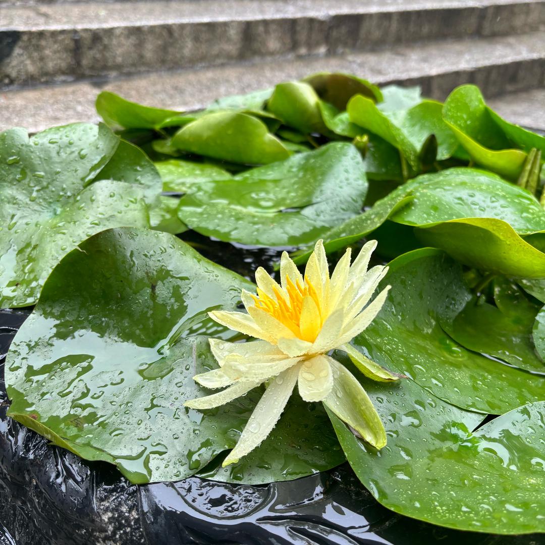 心有山海