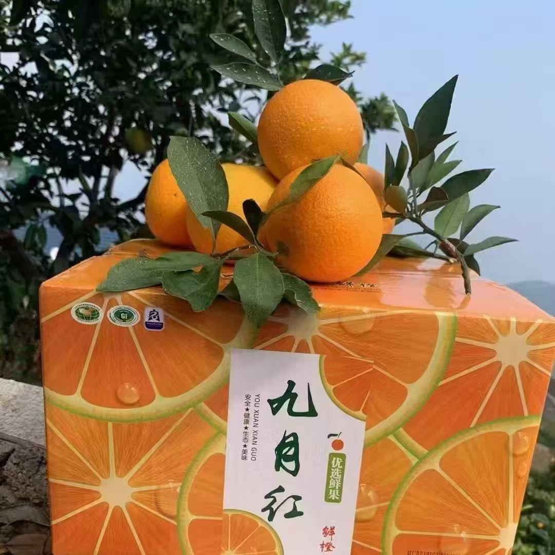 甜小橙🍊