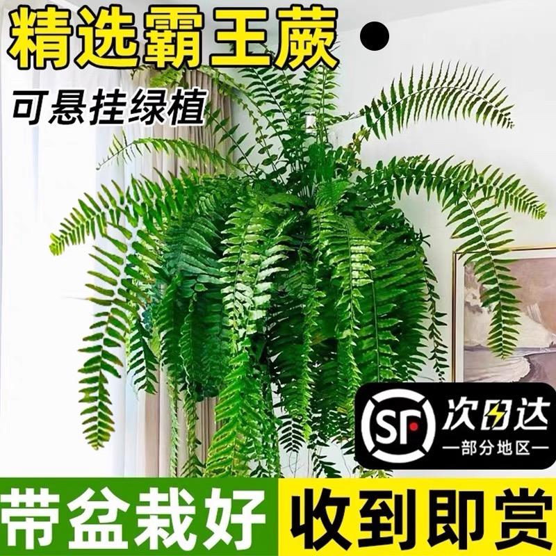 红姐蕨类种植基地