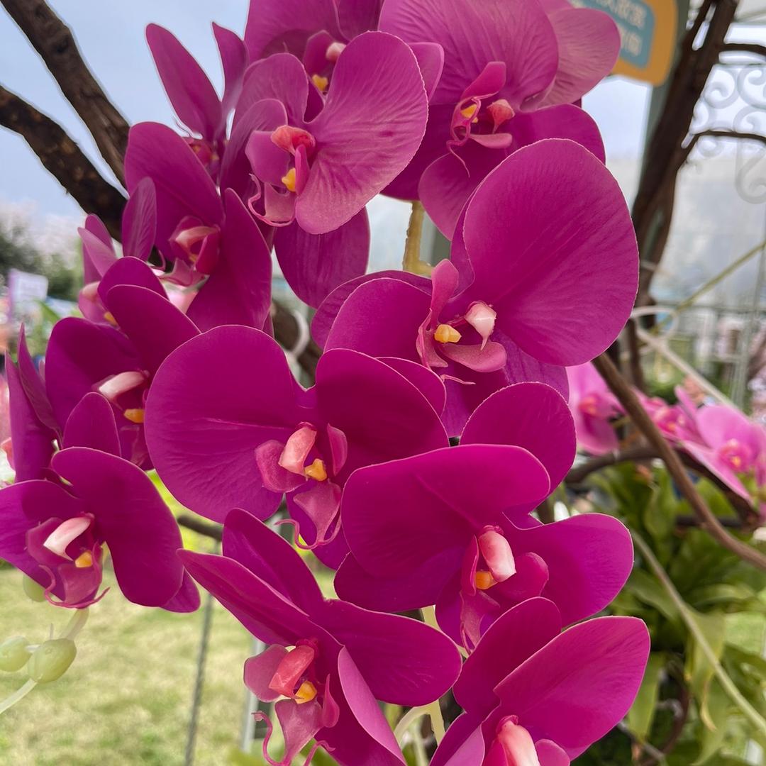 山水玫瑰🌹