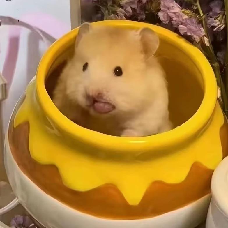 小仓鼠🐹