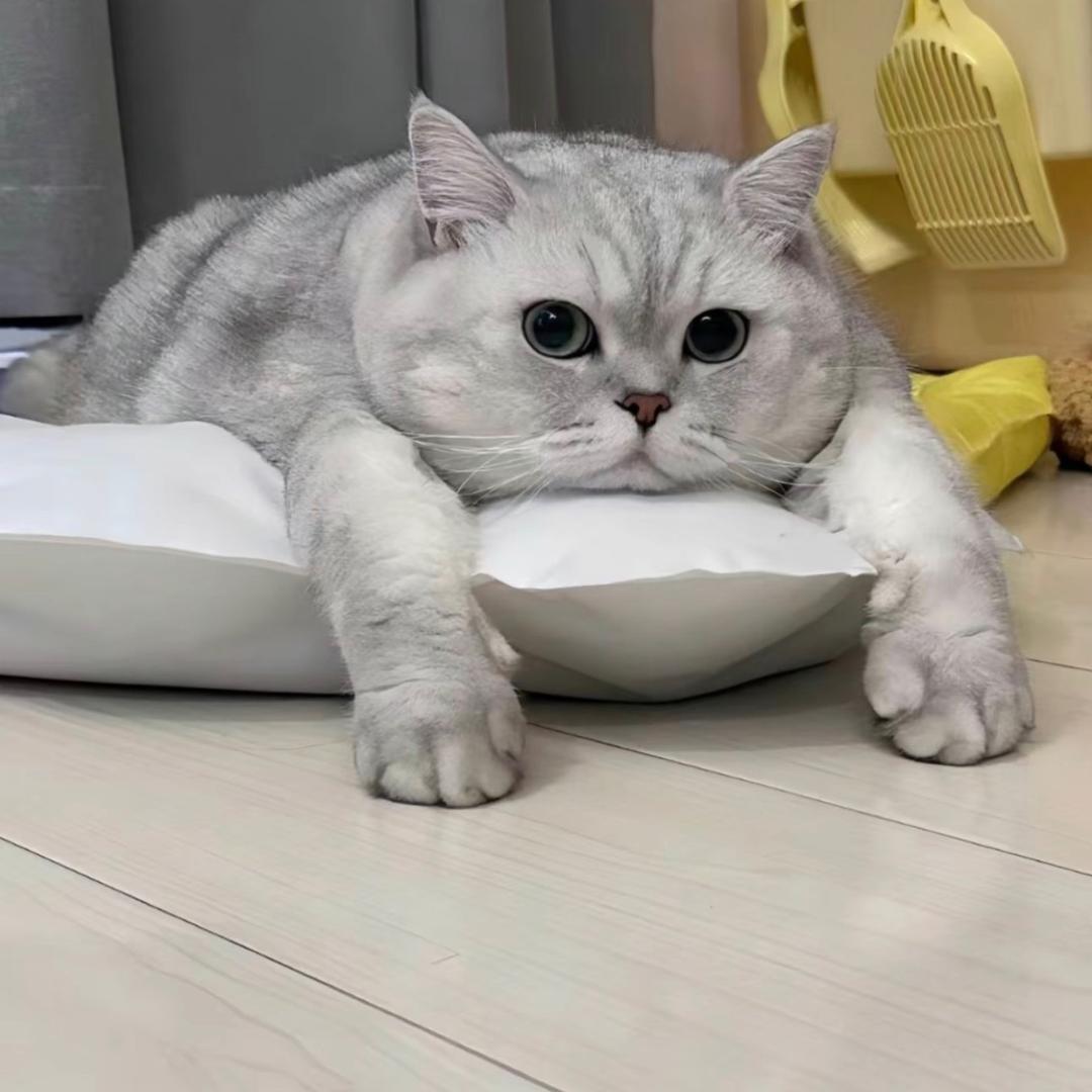 🌈🌈王者归来🌈🌈