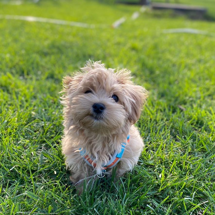 Pu&Mei的小狗日记