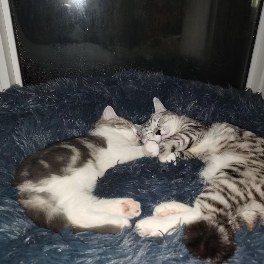 在逃脆皮烤五花