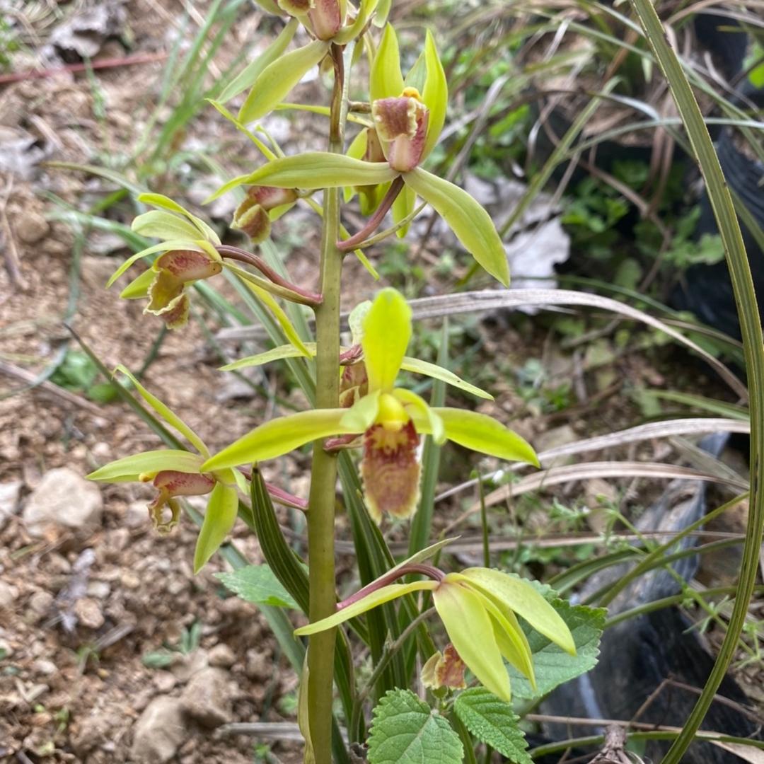 兰湘花卉种植基地