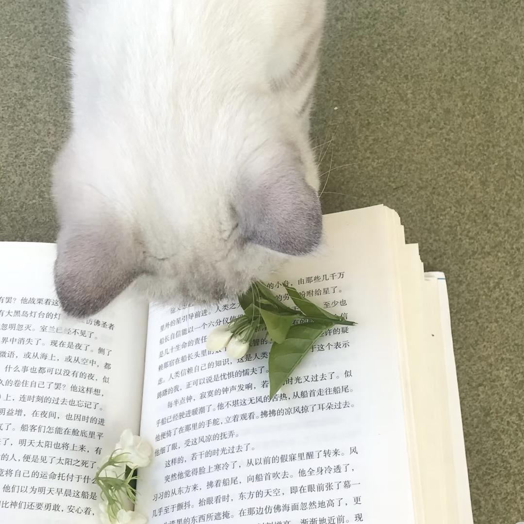 茉莉小姐ᜊʕ ྀི . . . ྀིʔᜊ