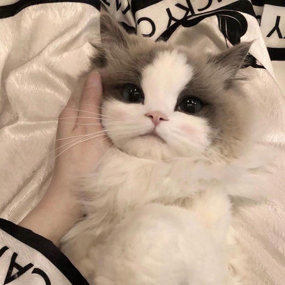 O泡