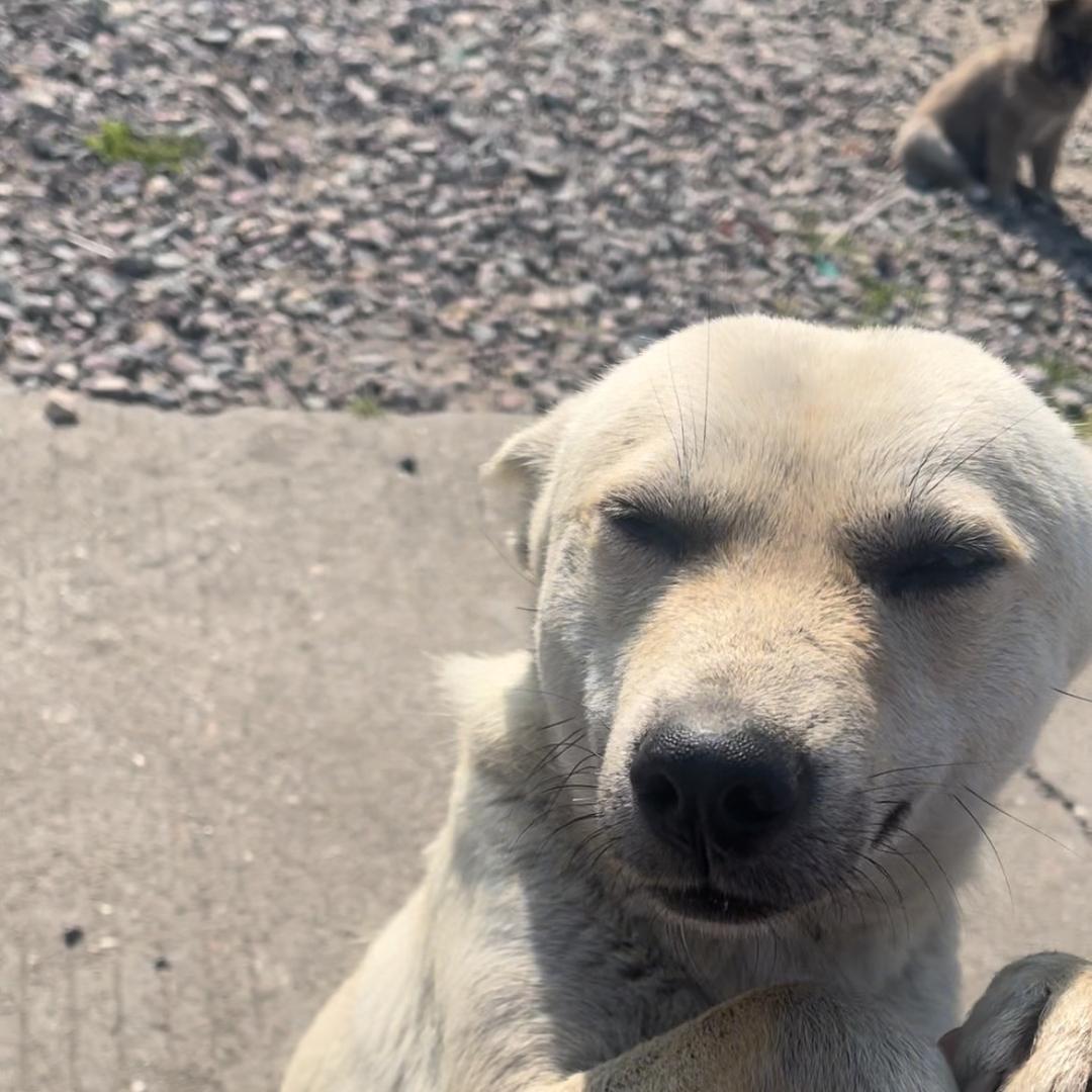 旺财是个白眼狼