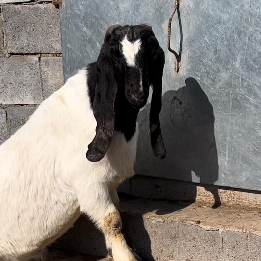 丰县振兴波尔山羊