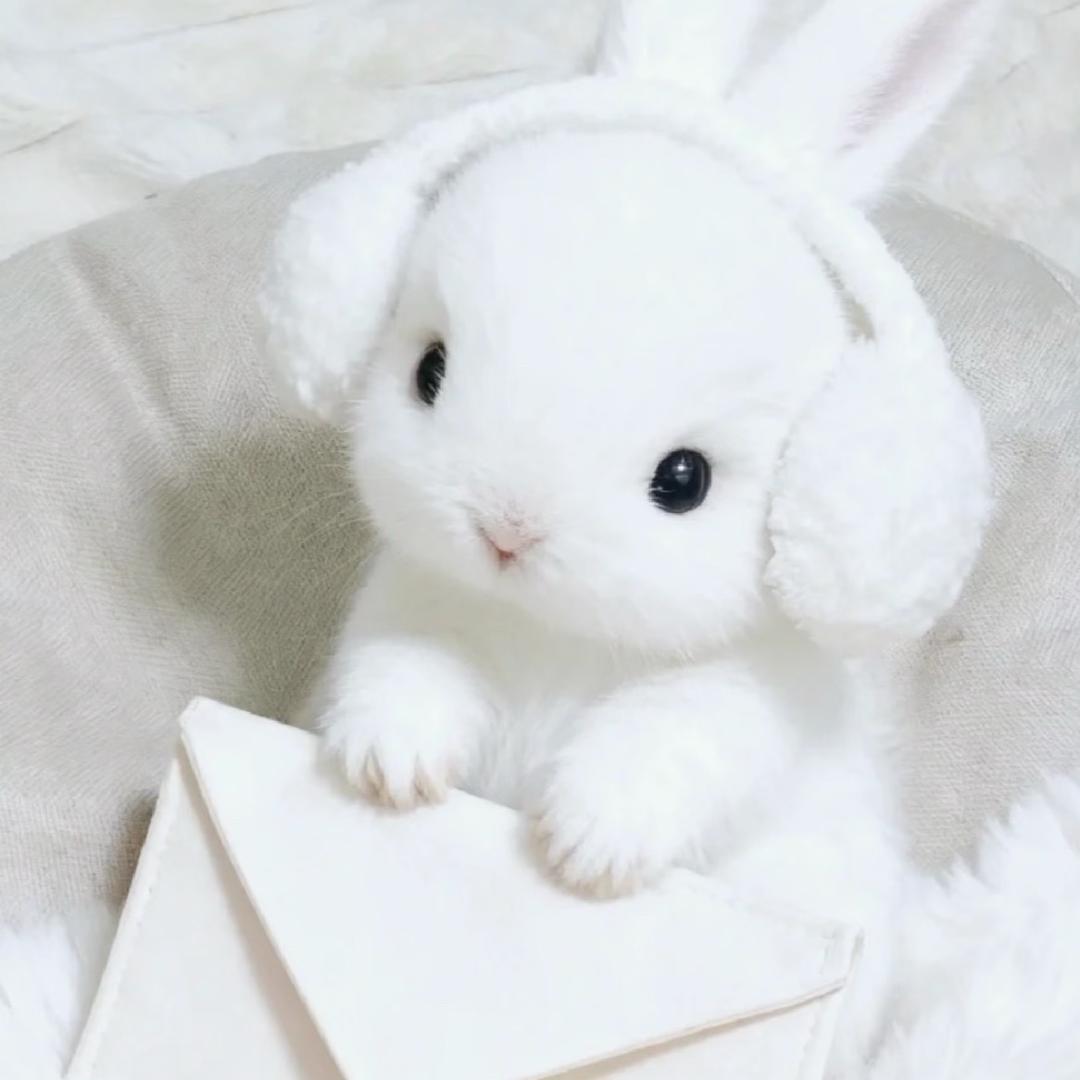 我是圆宝汪汪汪