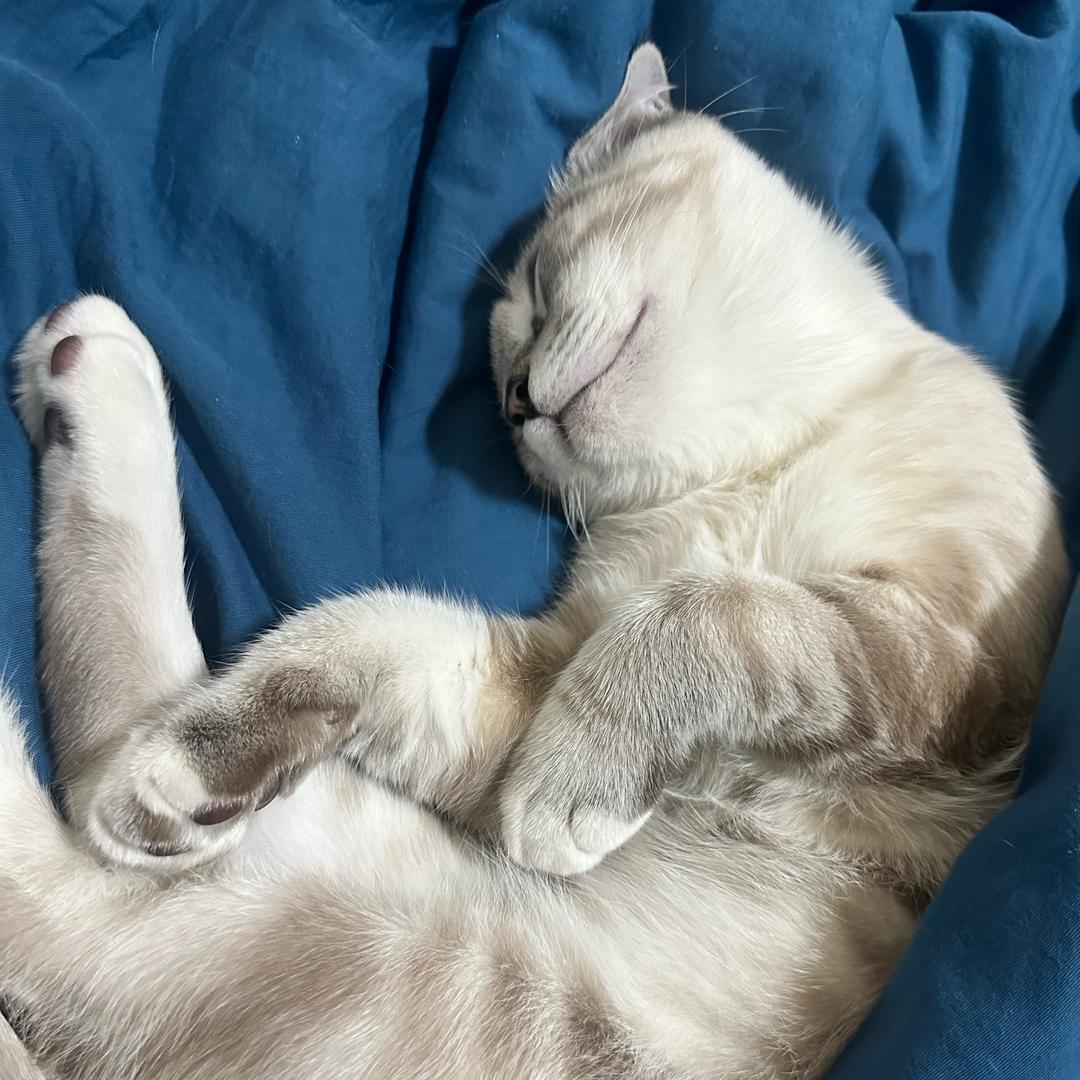 贝耶斯·凯文斯顿·来财