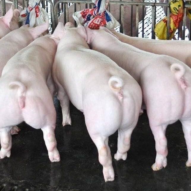 云南新基因繁育基地