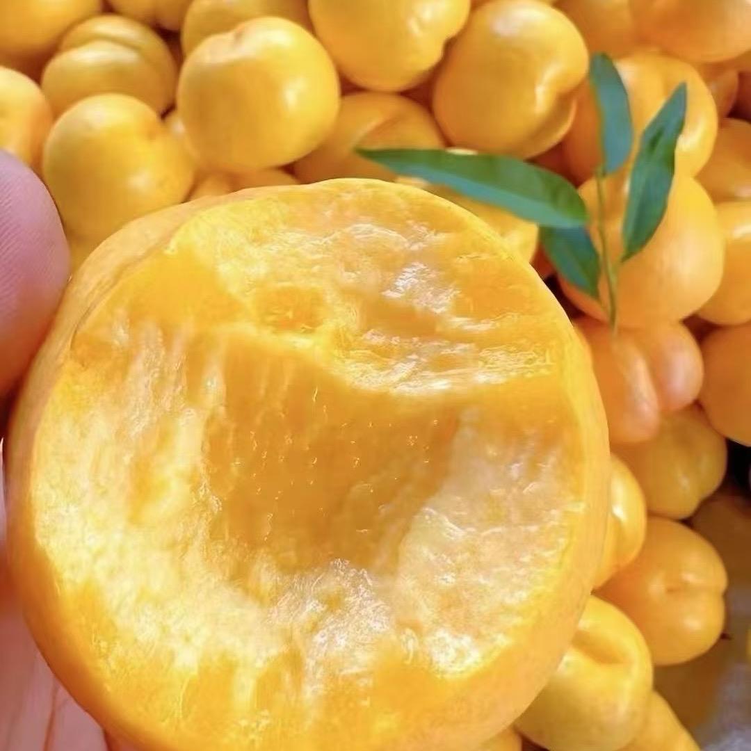 一心做好橙