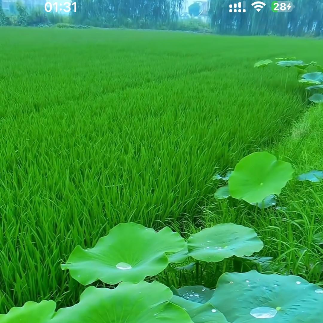 木林森@