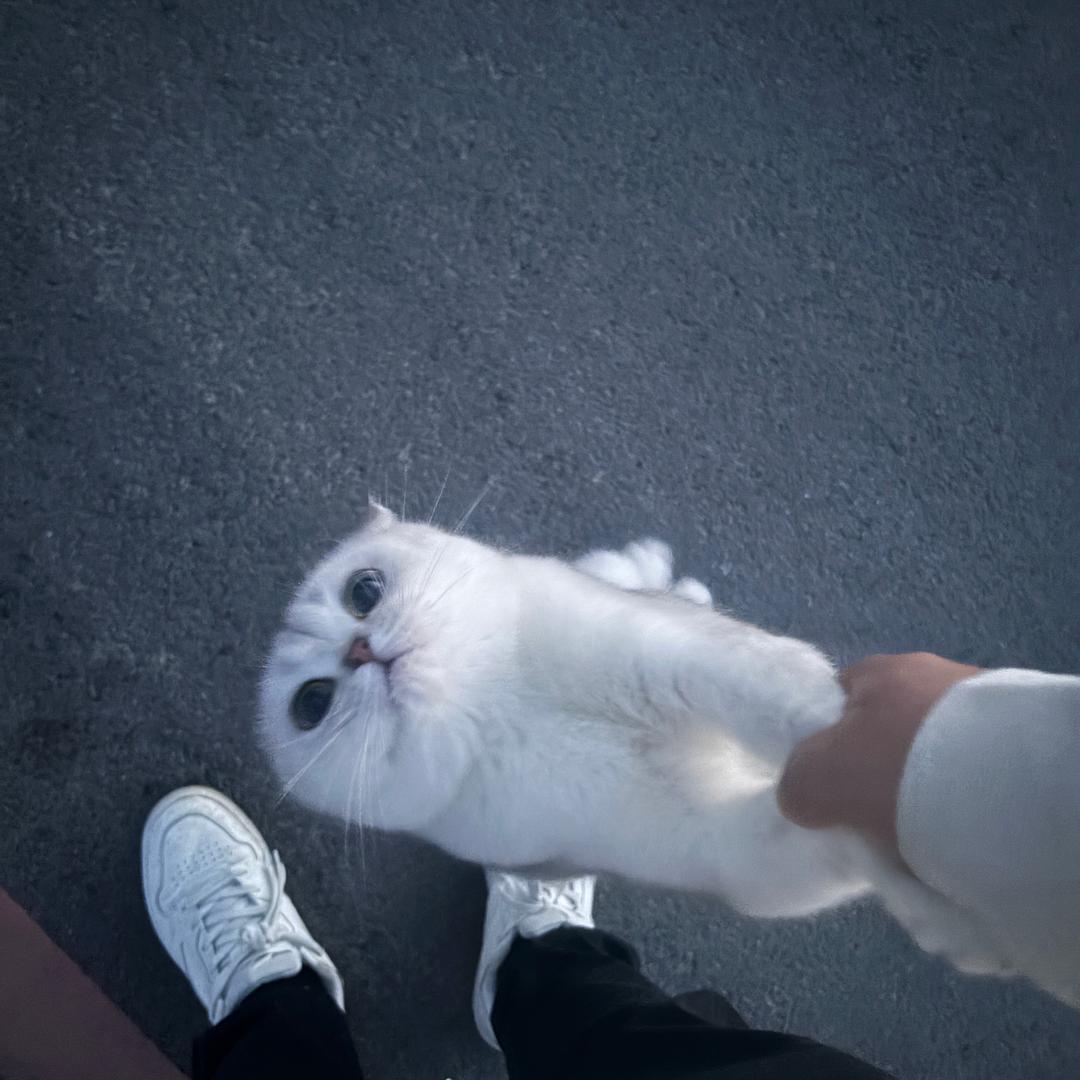 拜拜（三角洲）