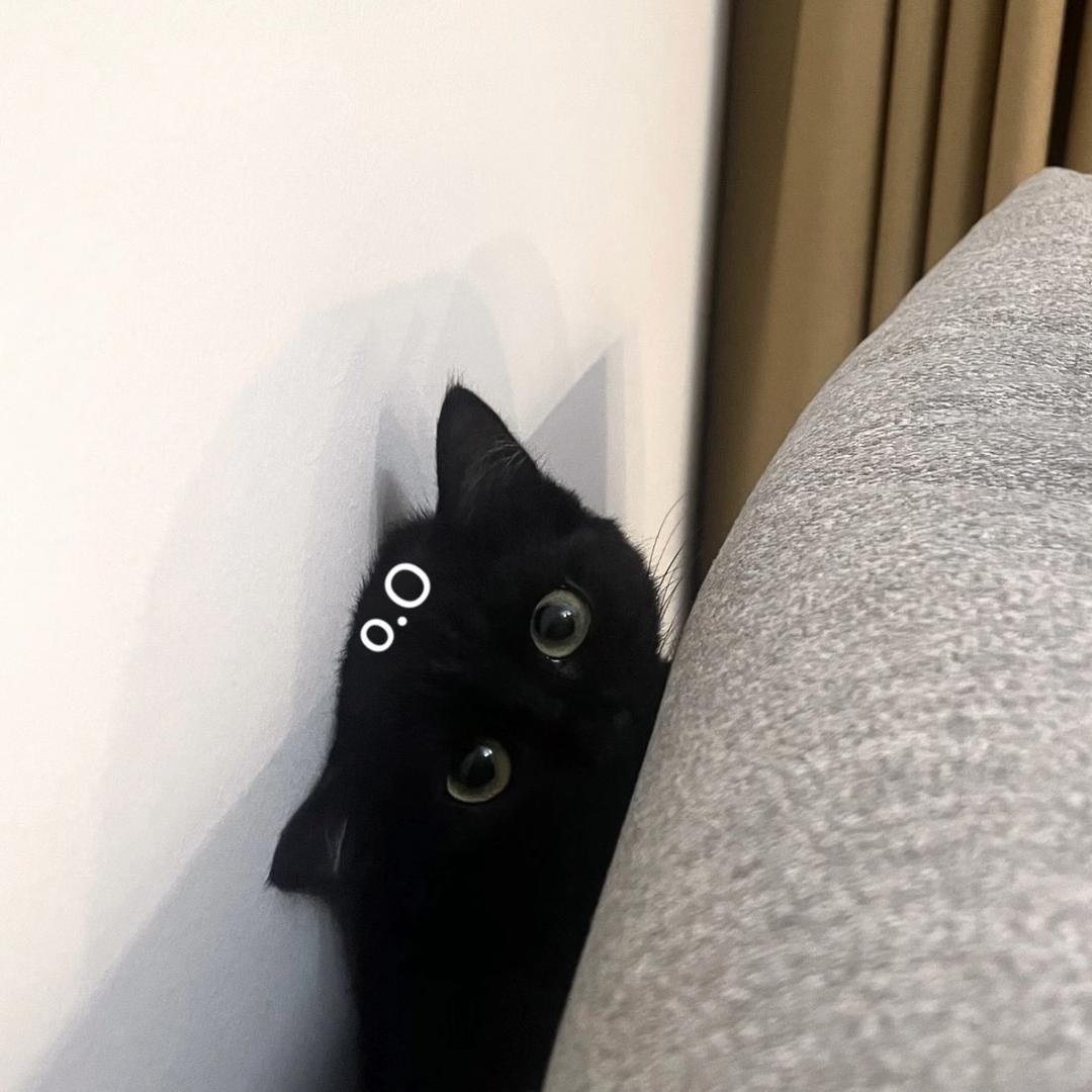 跟你这只猪说不通