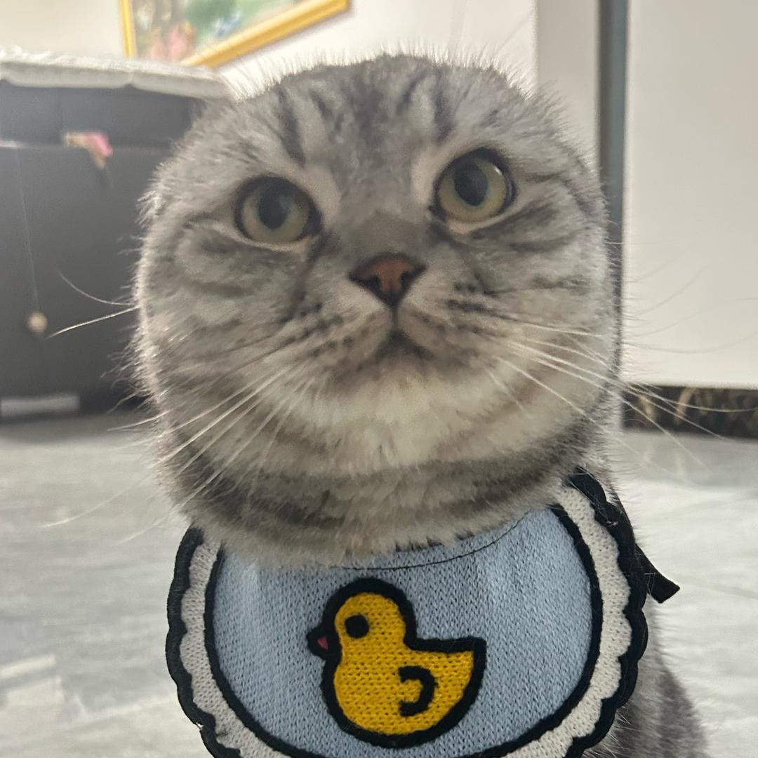 小点点