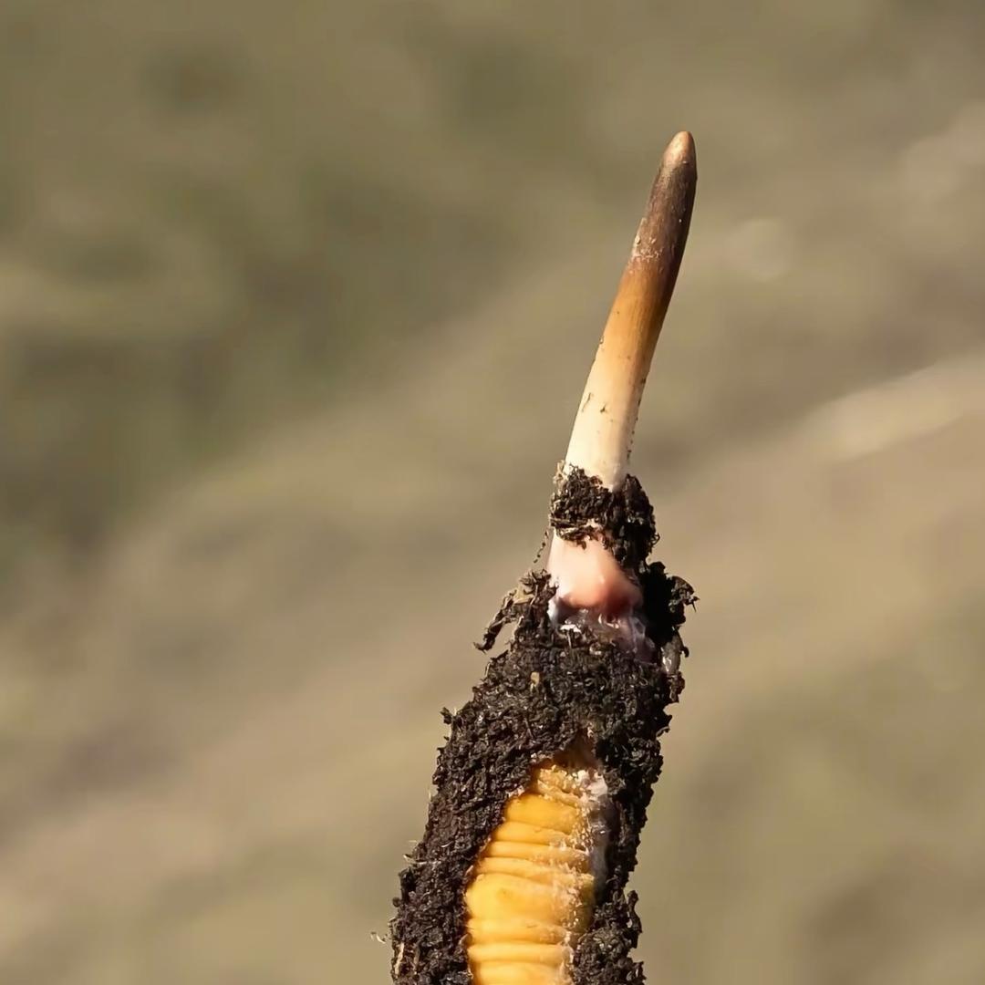 虫草➡️纯野生