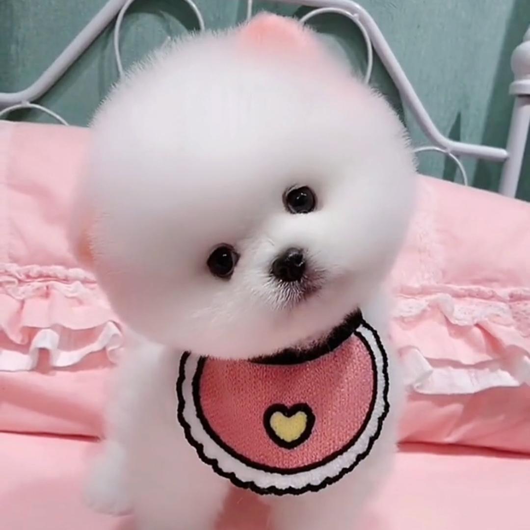 萌宠小白