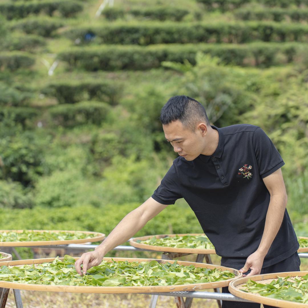 浩雄单丛茶