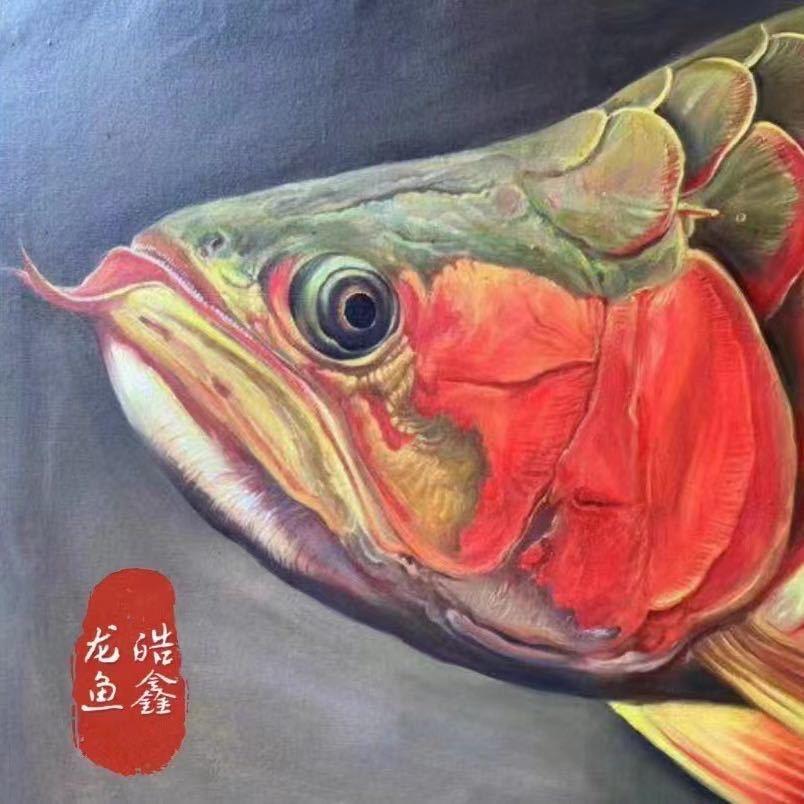 鑫哥爱养鱼🐟
