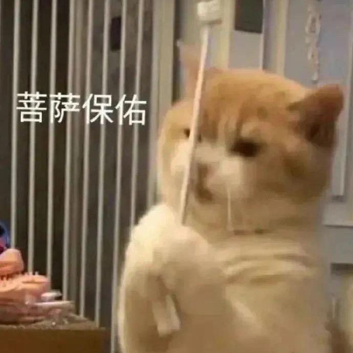 茄沫沫