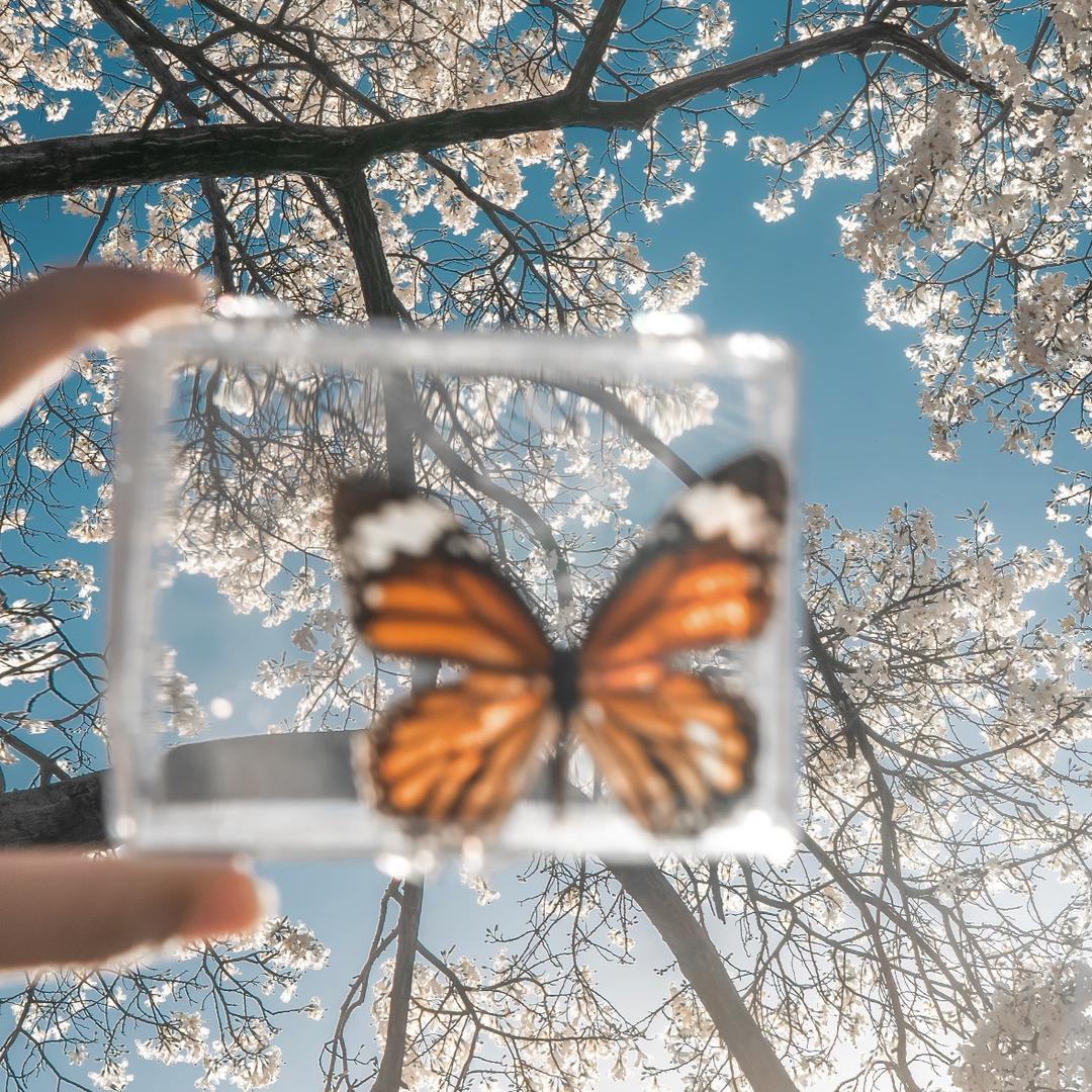 𓆡𓂃𓂃𓊝𓄹𓄺𓂃𓂃𓇼𓈒