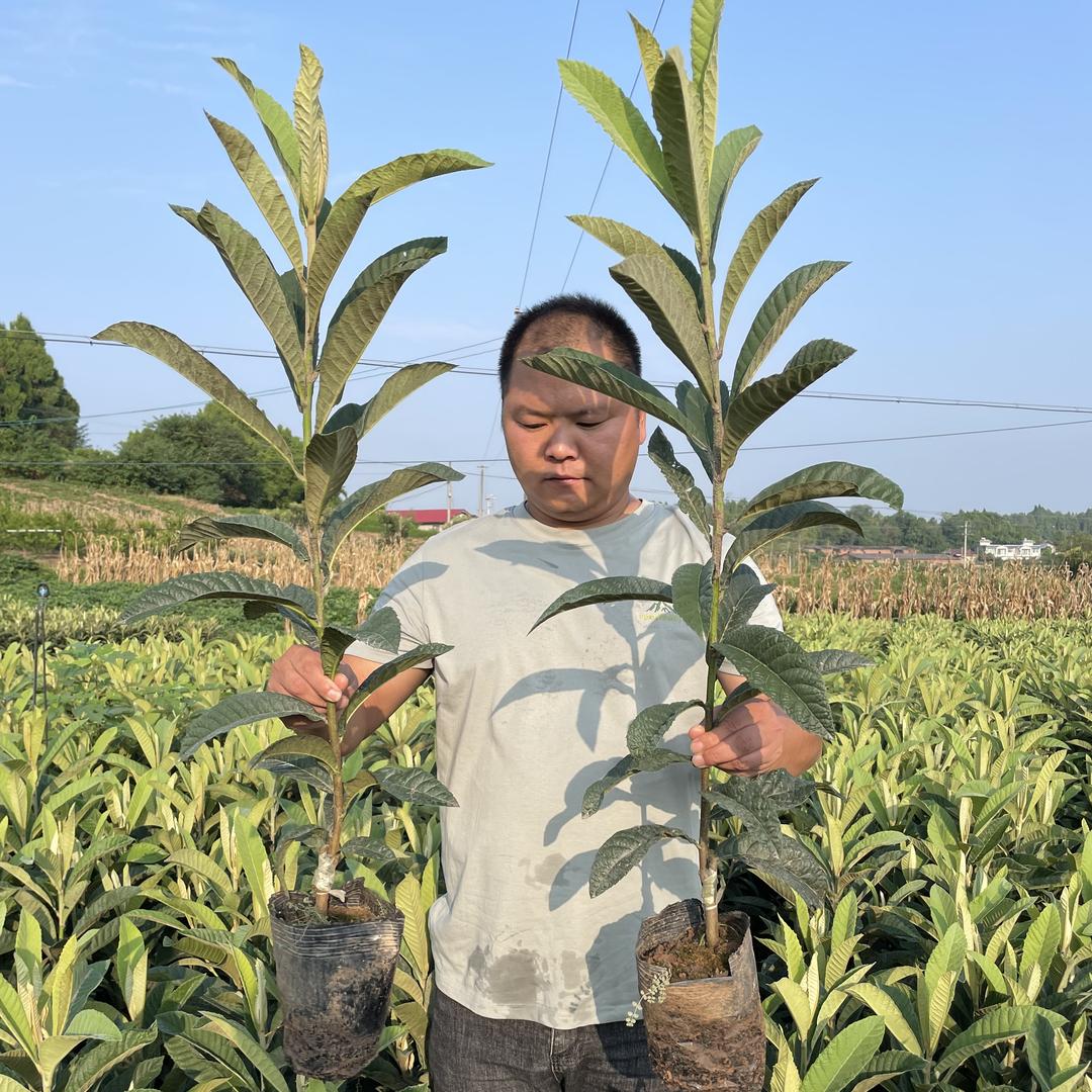 广建苗圃果树苗木专营店