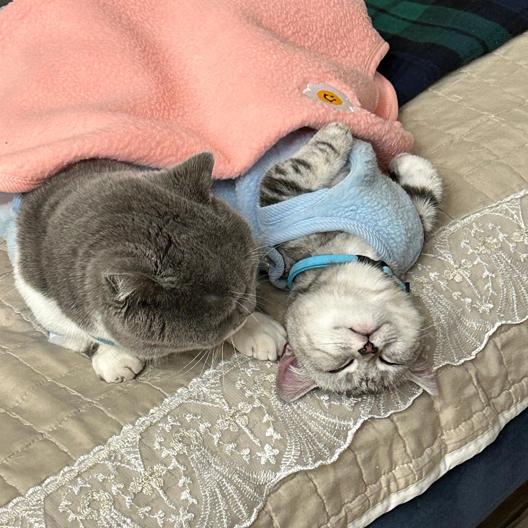 @喜宝