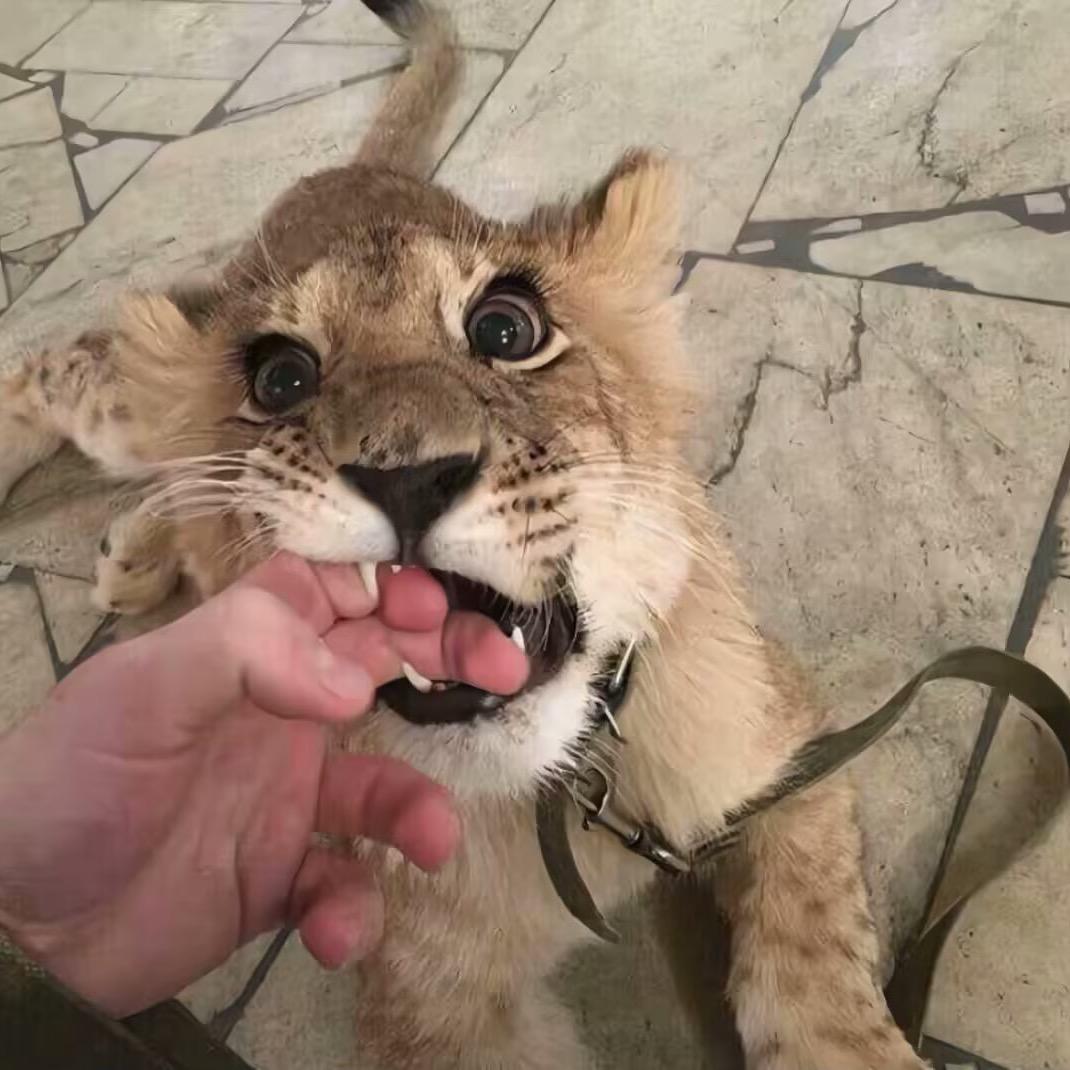 跳跳虎🐯