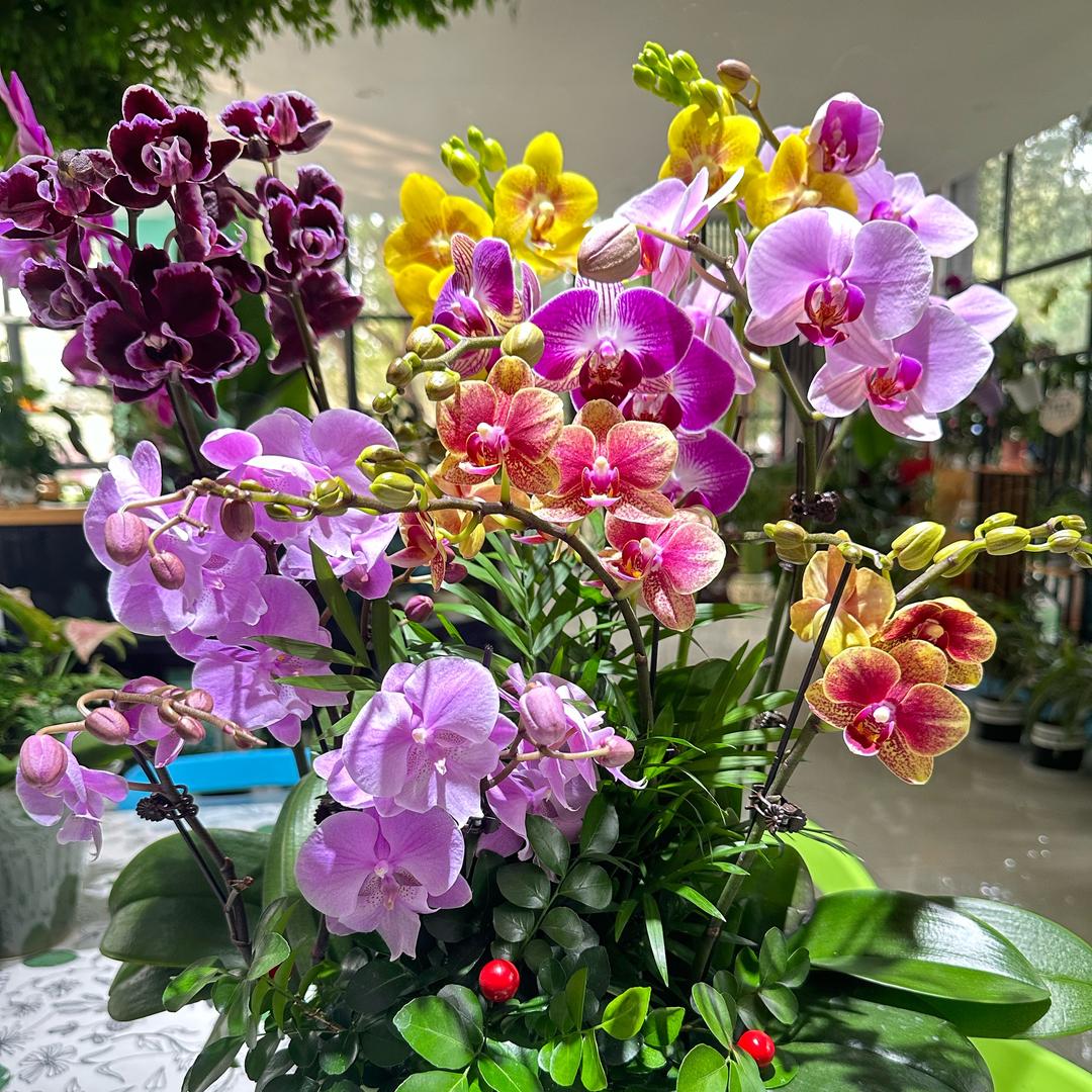 @🐉¹⁹₈₈曼꧔ꦿ້໌࿐