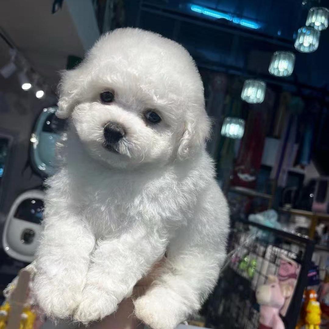 萌萌老师和他的宠物店