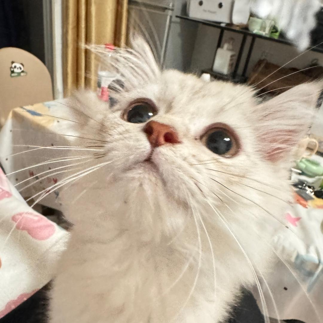 小小≽^•༚• ྀི≼