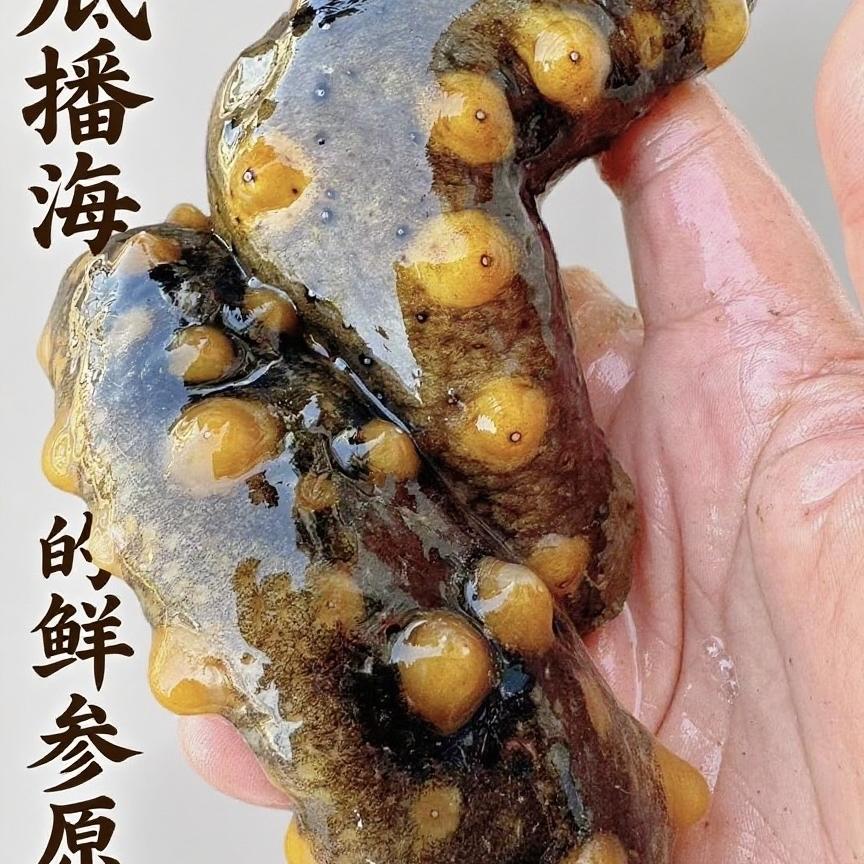 海优达精品海参