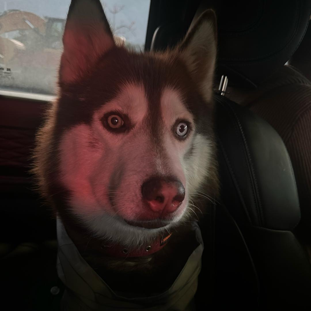 世界不能没有小狗🐶