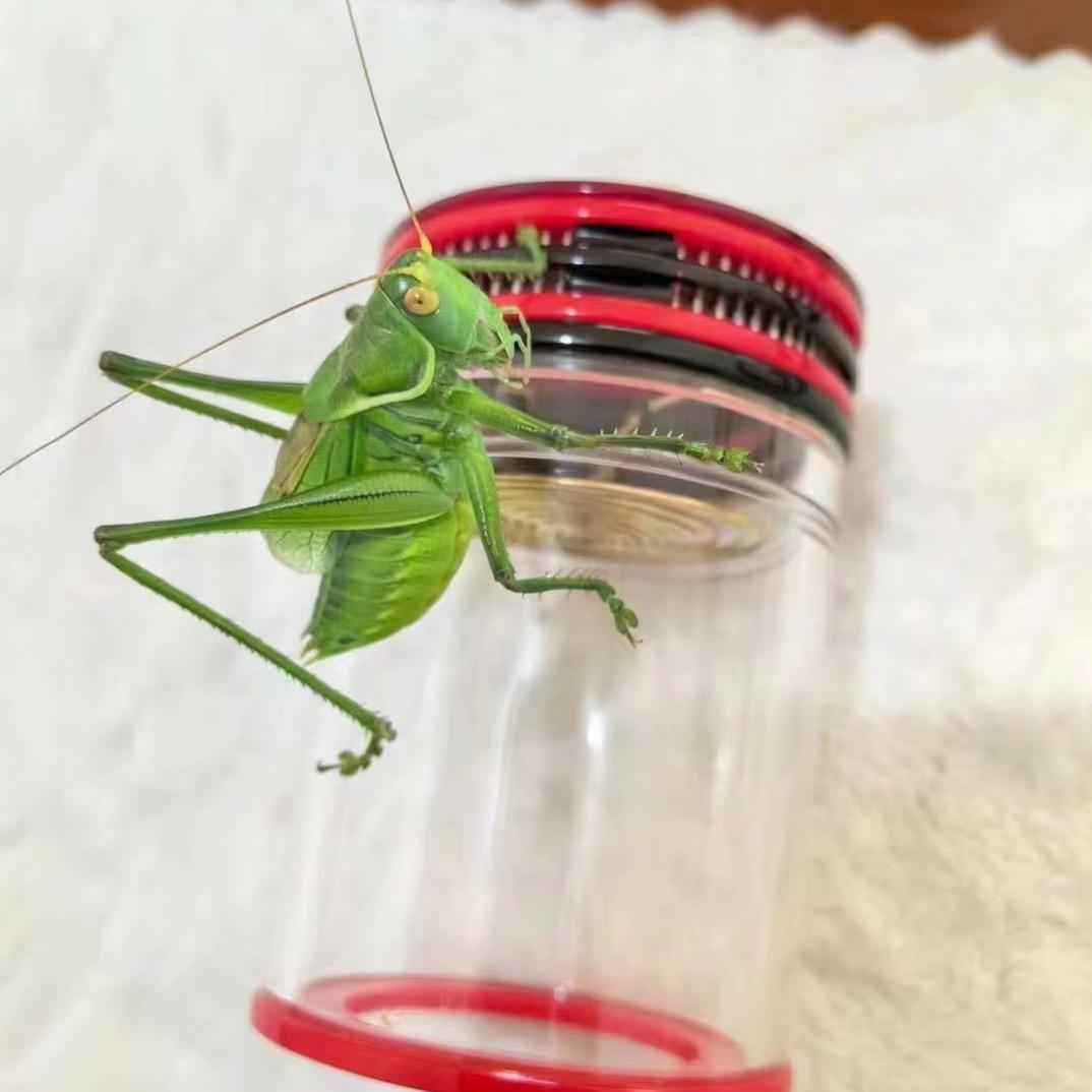 鸣虫蝈蝈