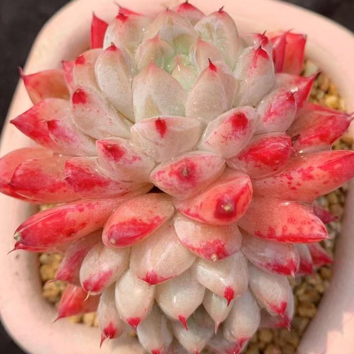 后花园多肉