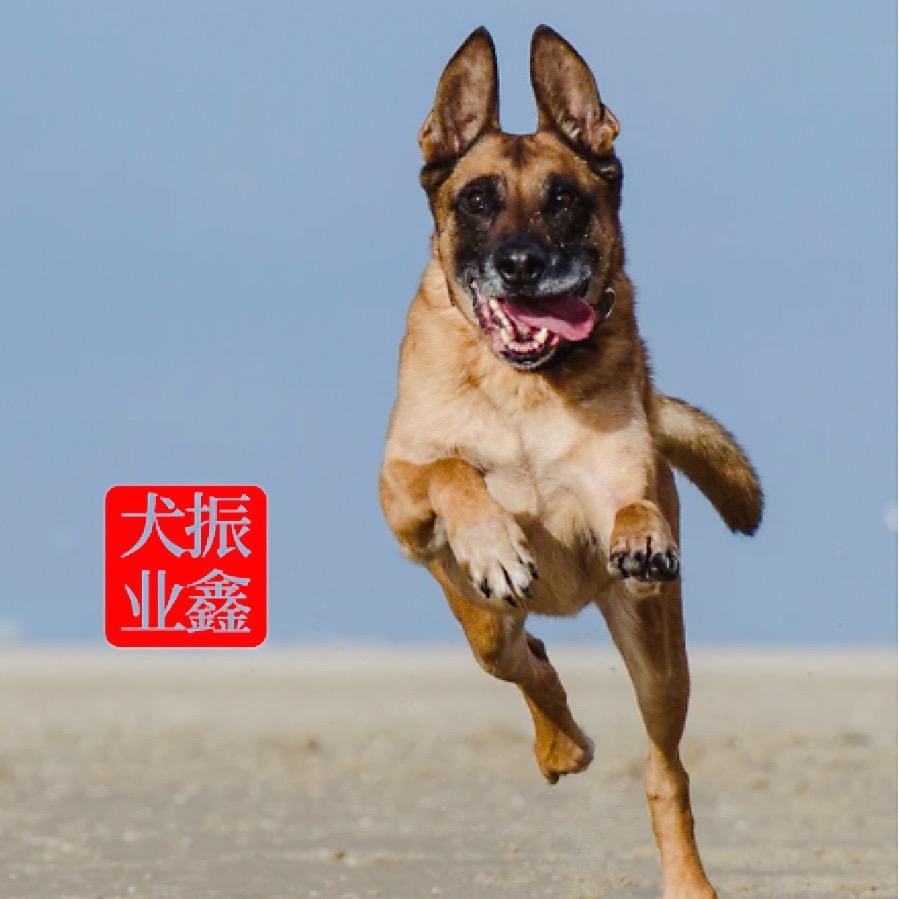 振鑫犬业