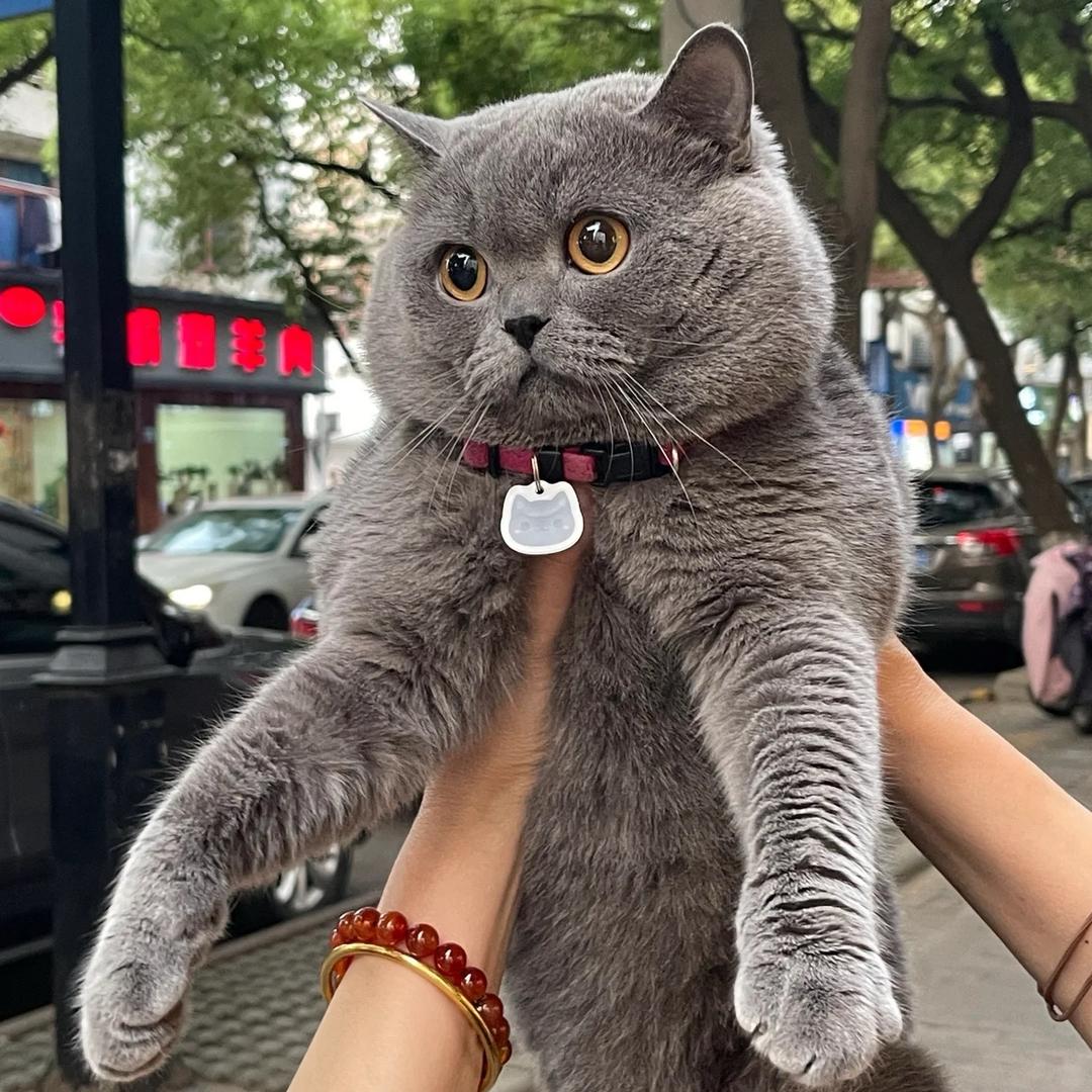 一只小泡芙