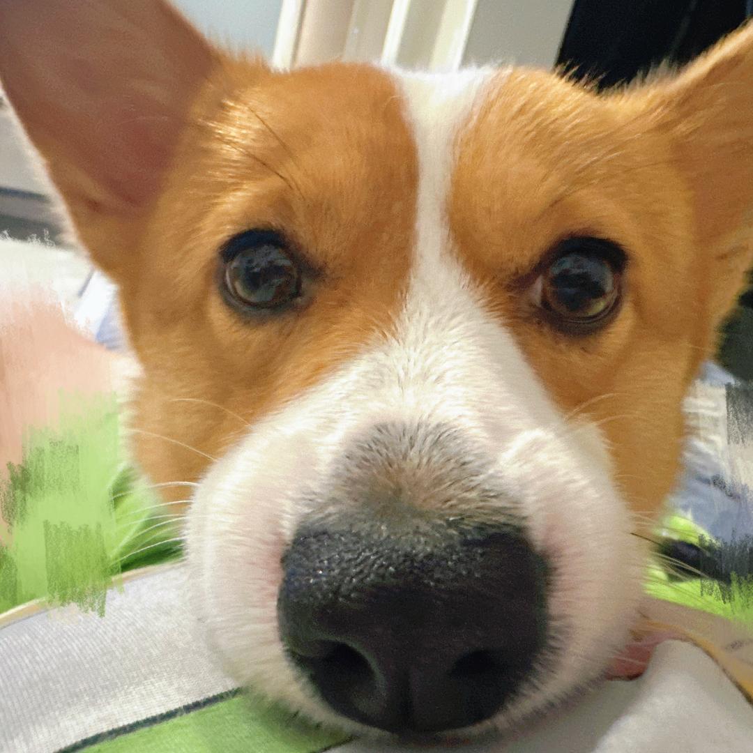 🧚🏻‍♀️狐狸🦊幂👼🏻